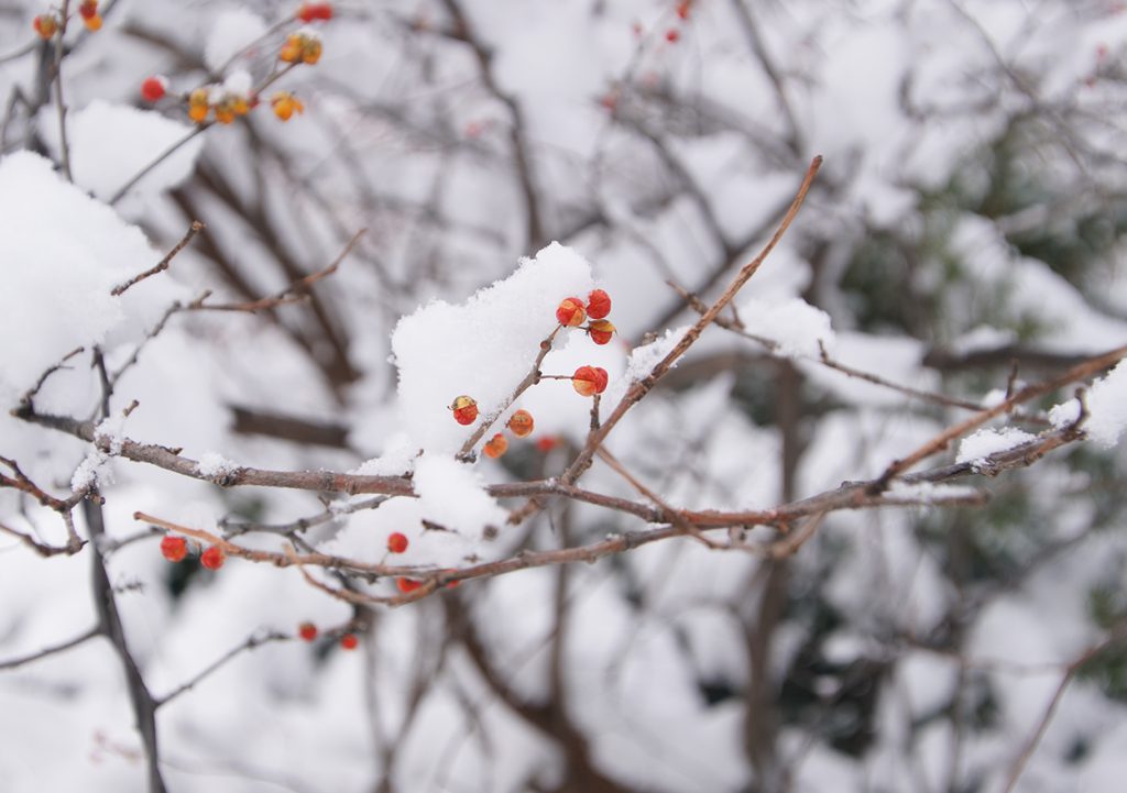 札幌の日常の雪景色