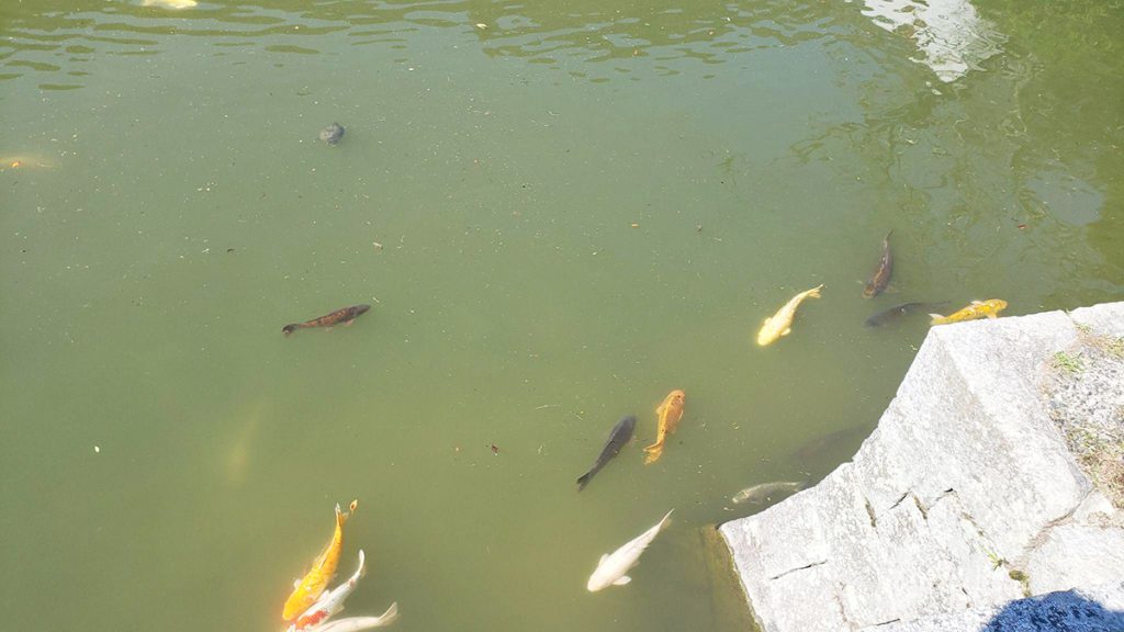 吉香公園の池
