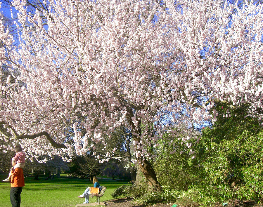 ハグレーパークの桜
9月が見頃