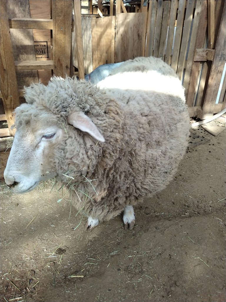 もふもふした羊