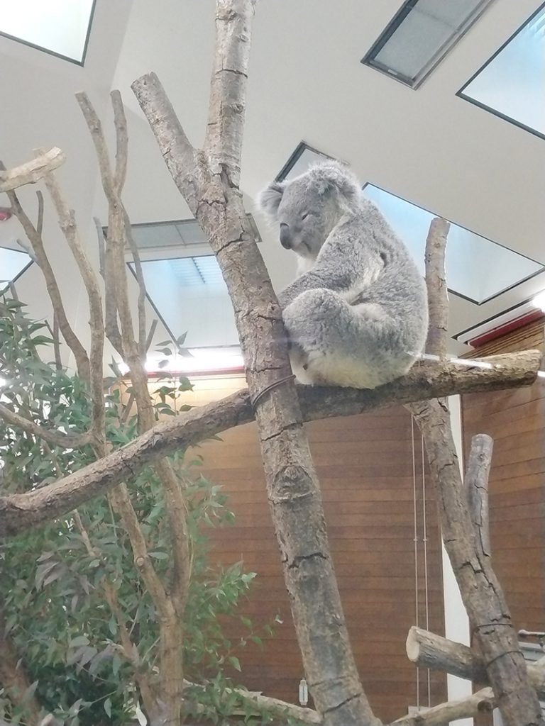 埼玉県こども動物自然公園のコアラ