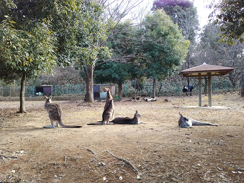 埼玉県こども動物自然公園のカンガルー