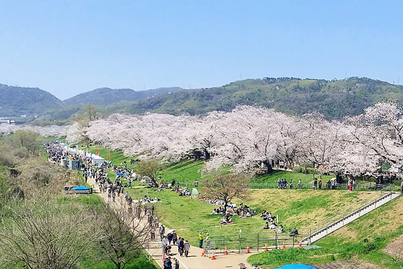 桜の名所として知られる大山崎町の風景