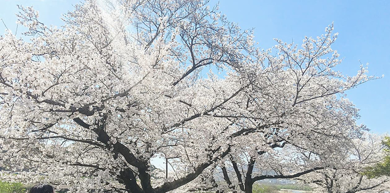 大山崎町の桜
