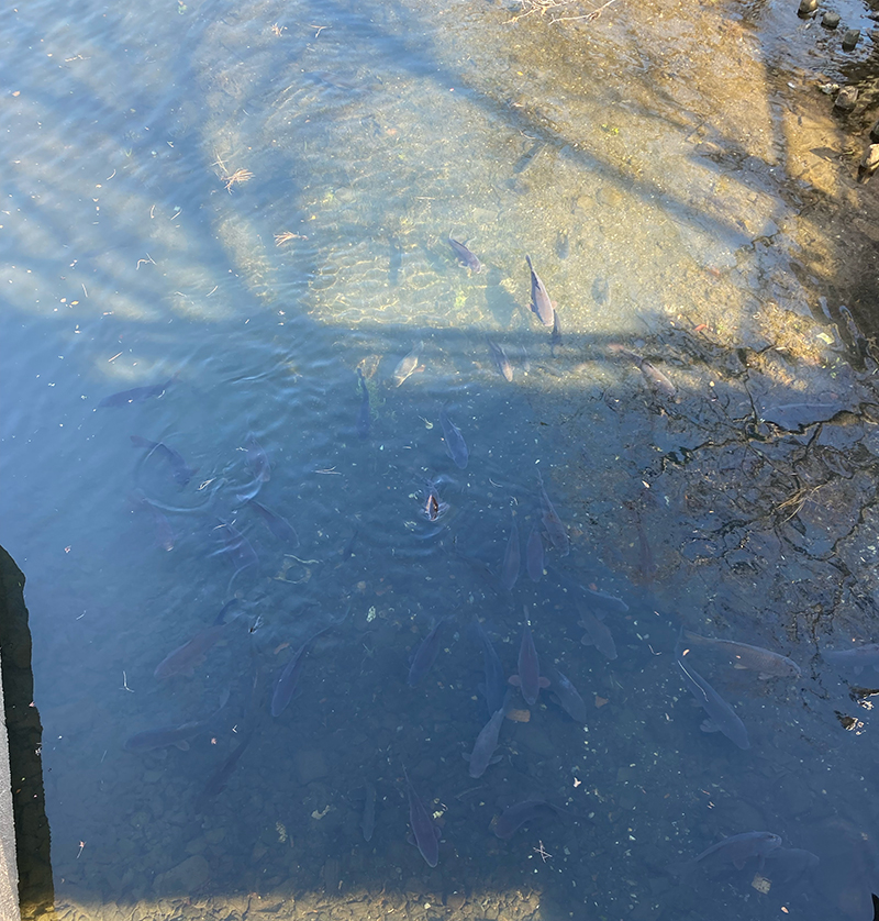 岐阜県大垣市の四季の広場の美登鯉橋の鯉