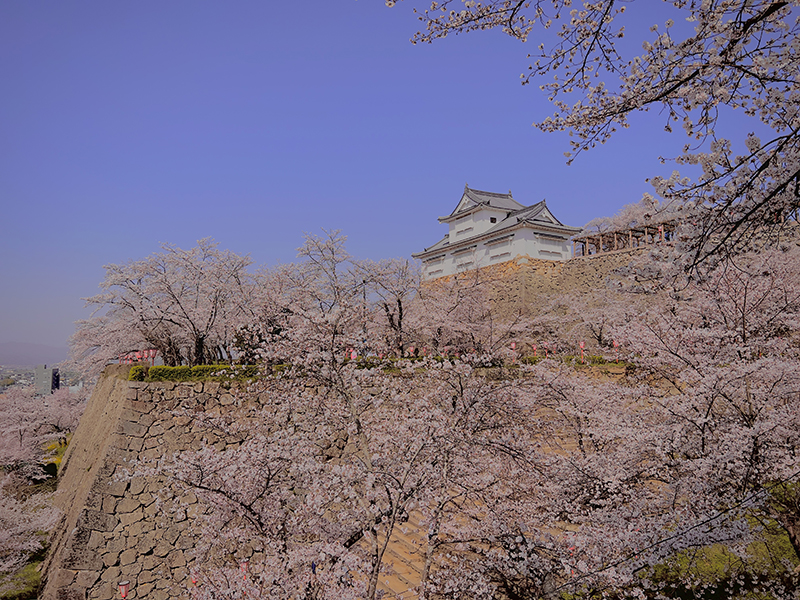 鶴山公園の津山城と桜