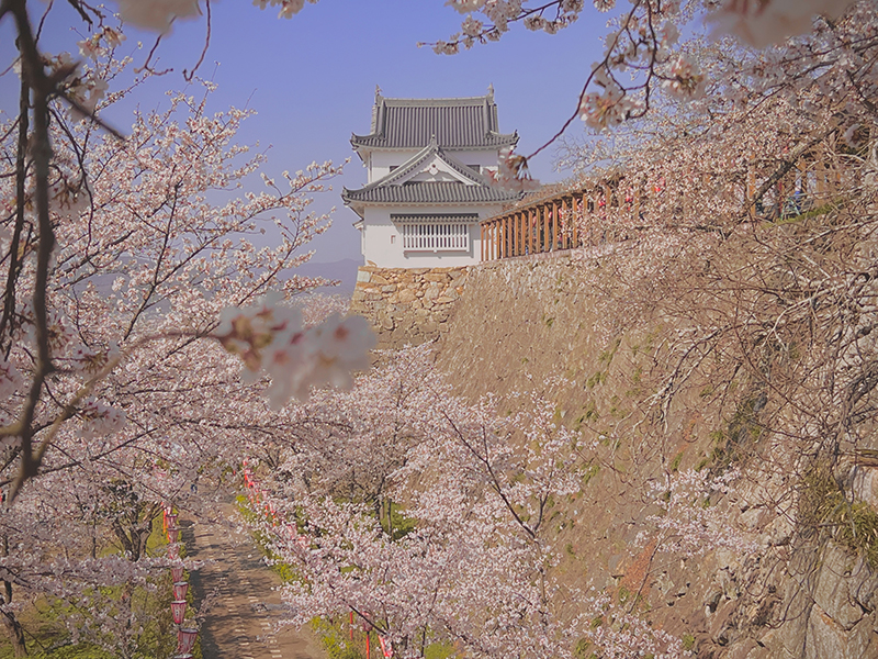 鶴山公園の津山城と桜