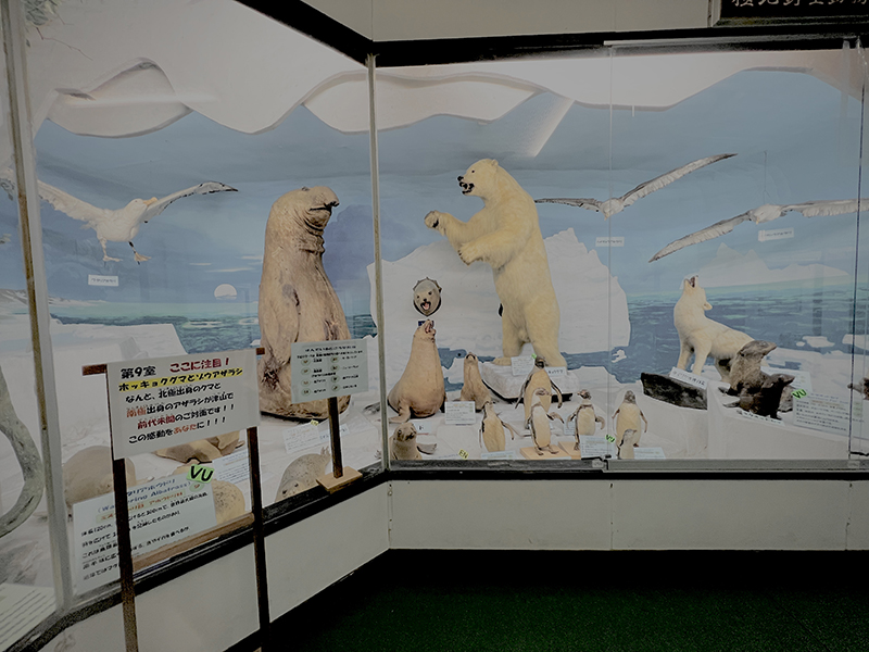 つやま自然のふしぎ館「極地と南米の動物」の部屋