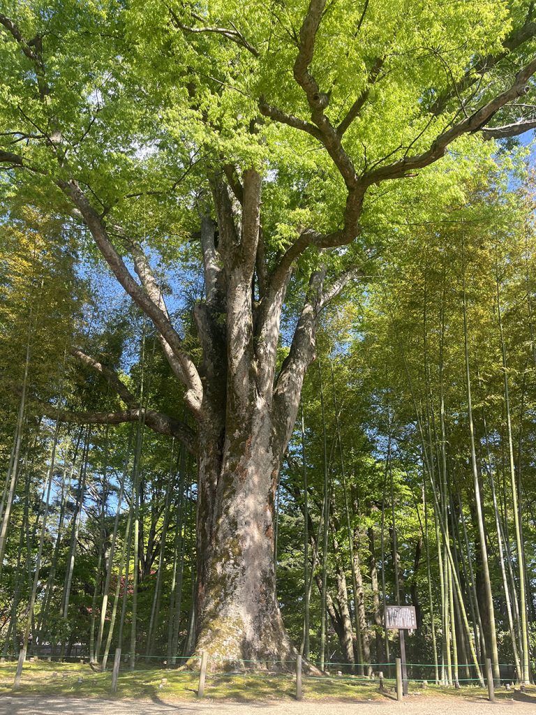 須賀川市の有名スポット「須賀川牡丹園」の神木