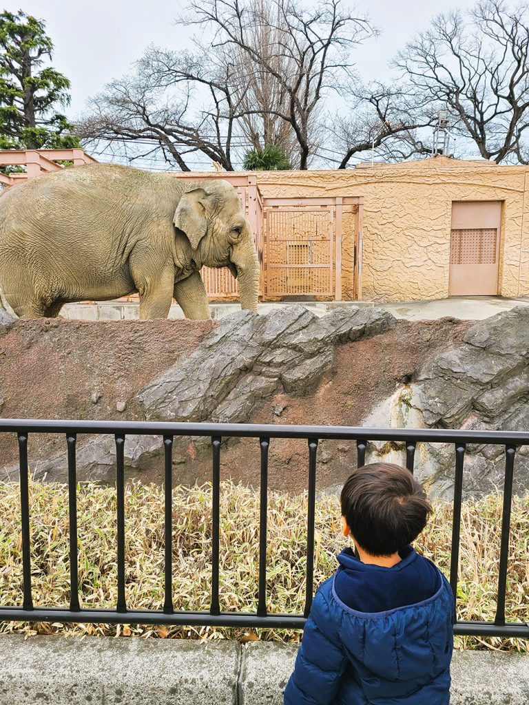 日立市かみね動物園の象