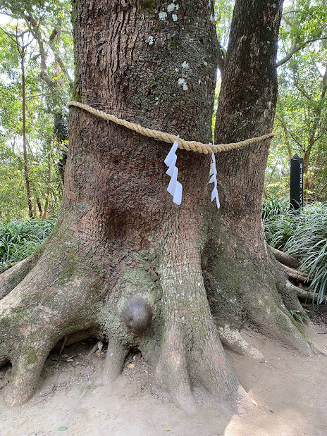 宮崎県の江田神社のご神木のこぶ