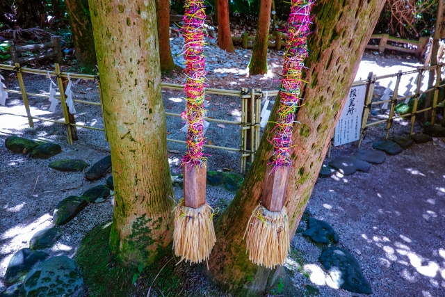 宮崎県の青島神社の寄り添った2本の木