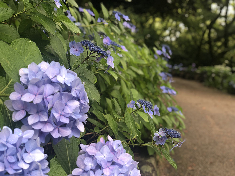 鶴舞公園の紫陽花