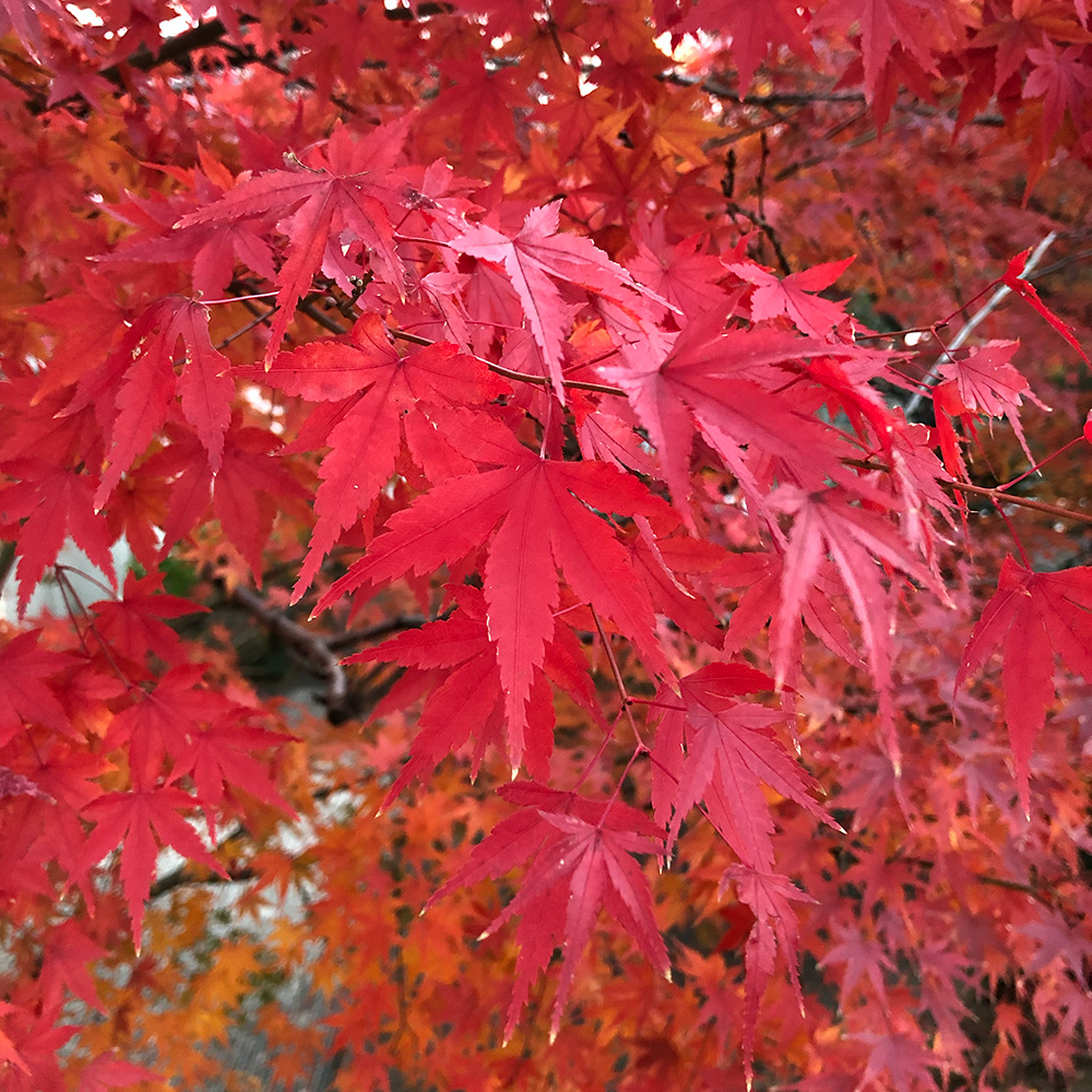鶴舞公園の紅葉