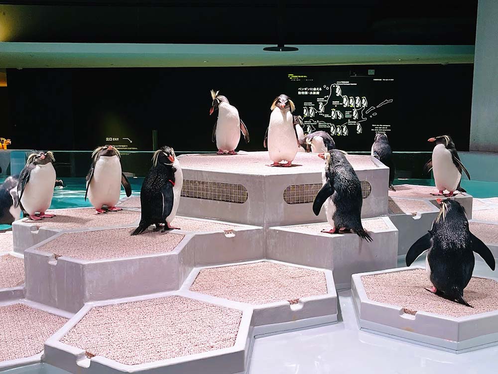 AOAO SAPPOROのイワトビペンギンとフェアリーペンギン