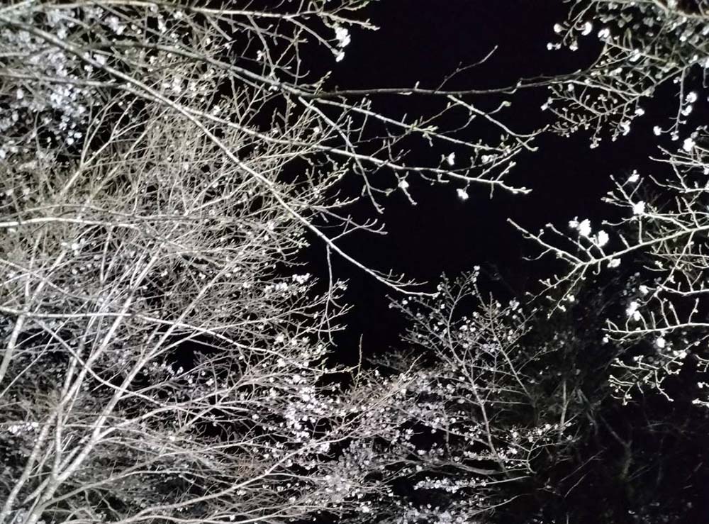 竹香園の夜桜
