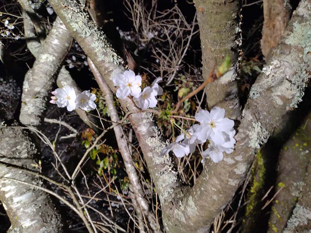竹香園の夜桜
