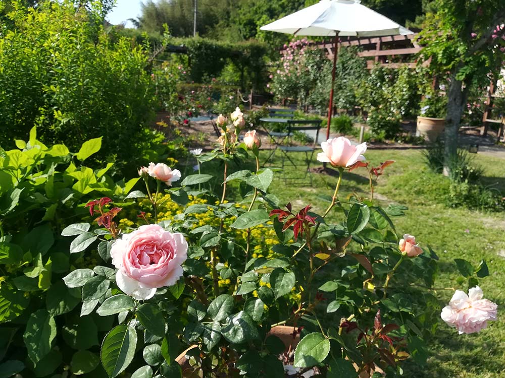 岡山県赤磐市の熊山英国庭園のバラ