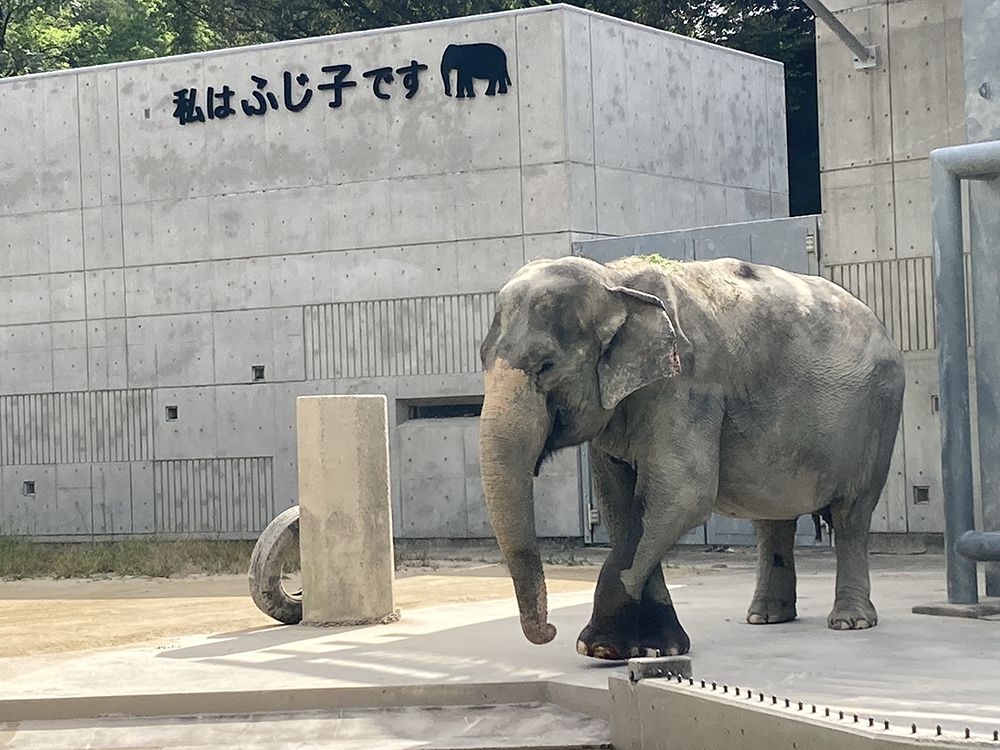 岡崎東公園動物園の人気者ゾウのふじ子