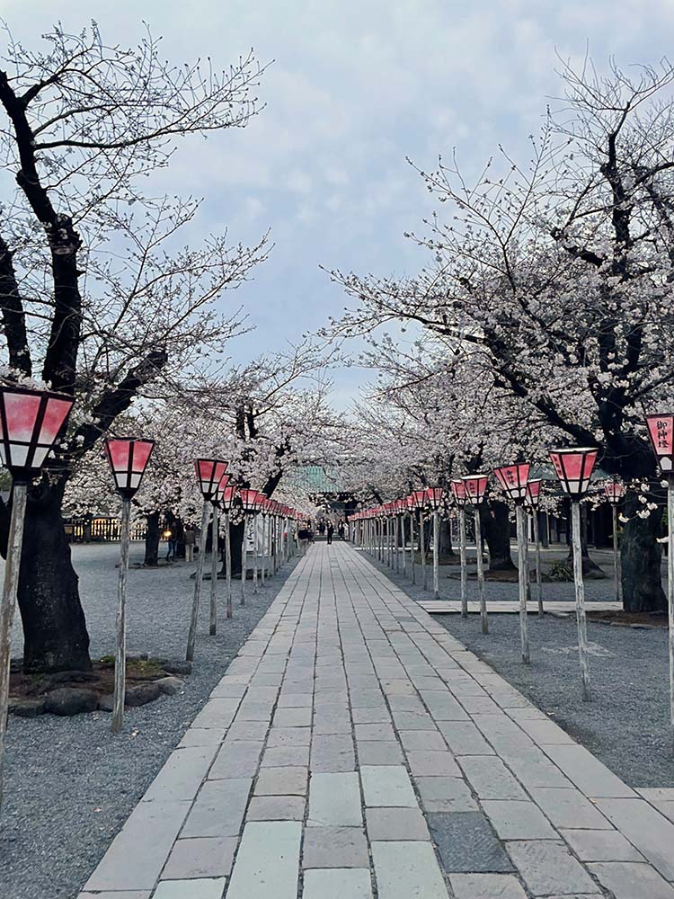 三嶋大社の境内に咲く桜