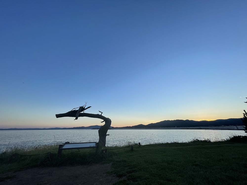 宮城県気仙沼の岩井崎の龍の松