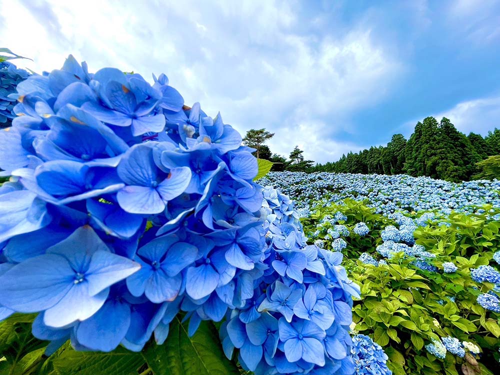 宮城県気仙沼の赤坂公衆園