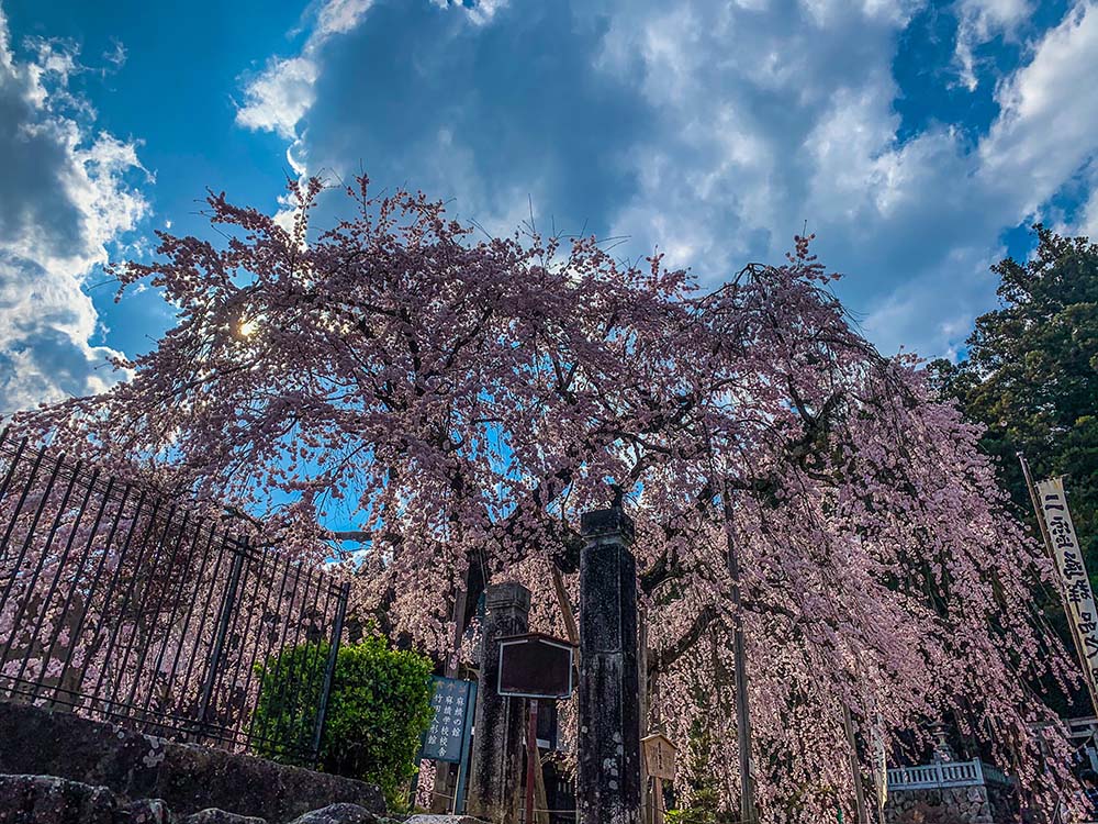 麻績の舞台桜