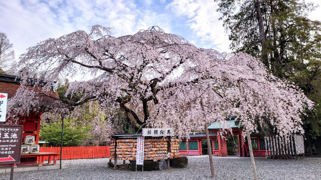 信玄桜